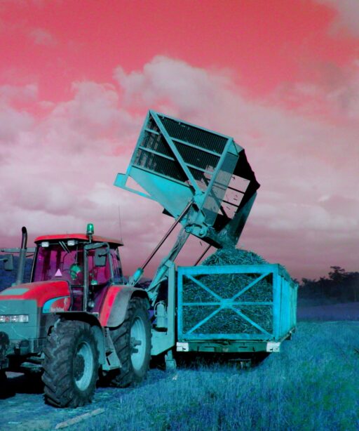 Tim Ellis – Cane Harvesting Tim Ellis – Cane Harvesting