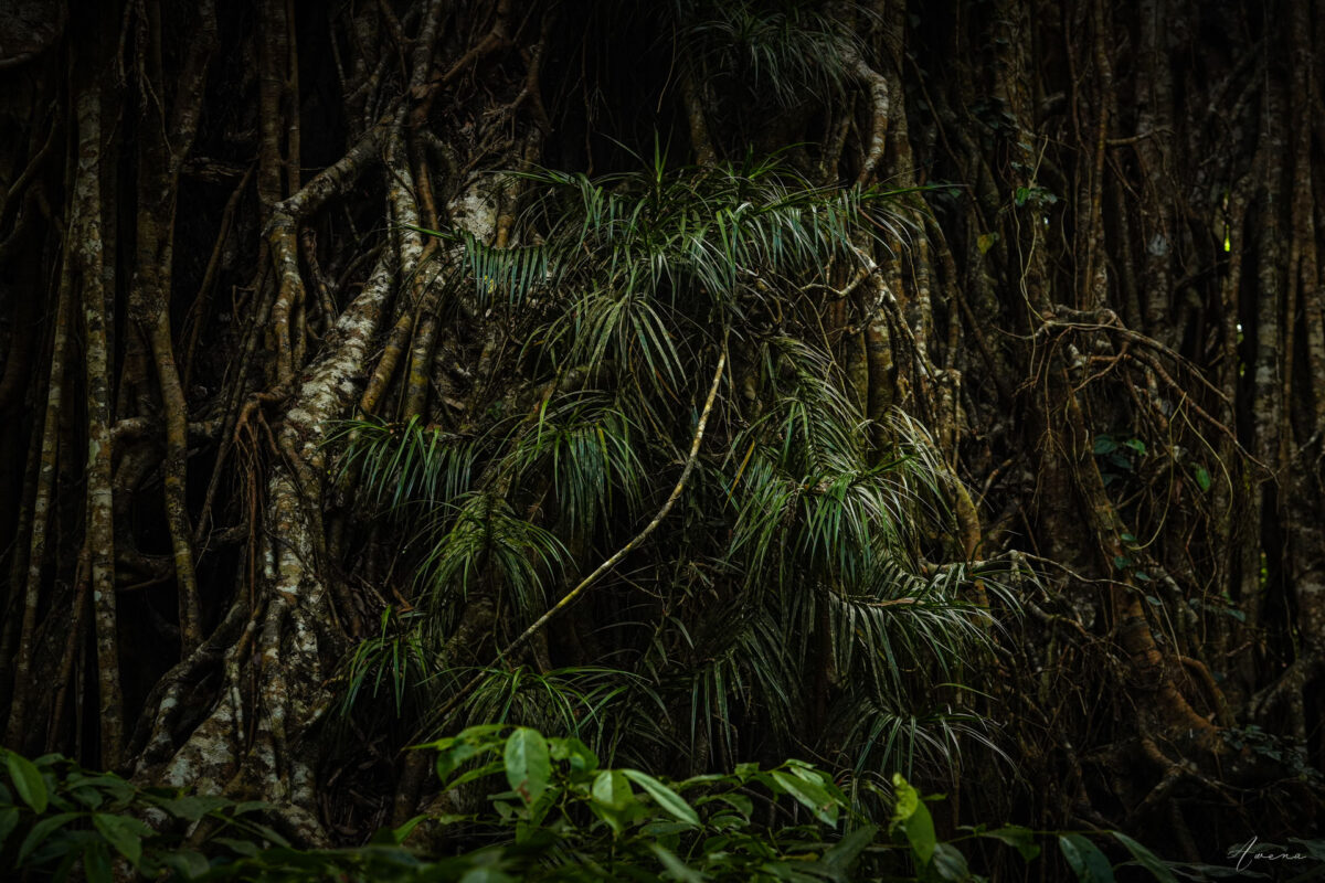 Patterns Of The Rainforest