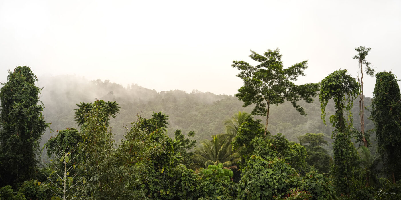 Roof Of The Rainforest
