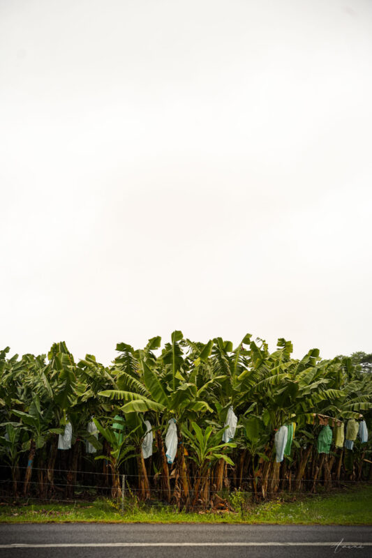 The Banana Trees Farm