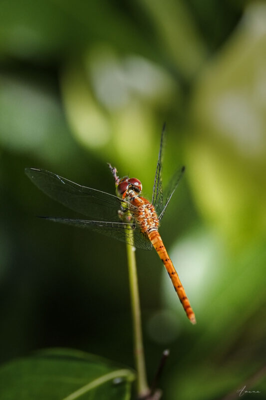 The Dragonfly Break