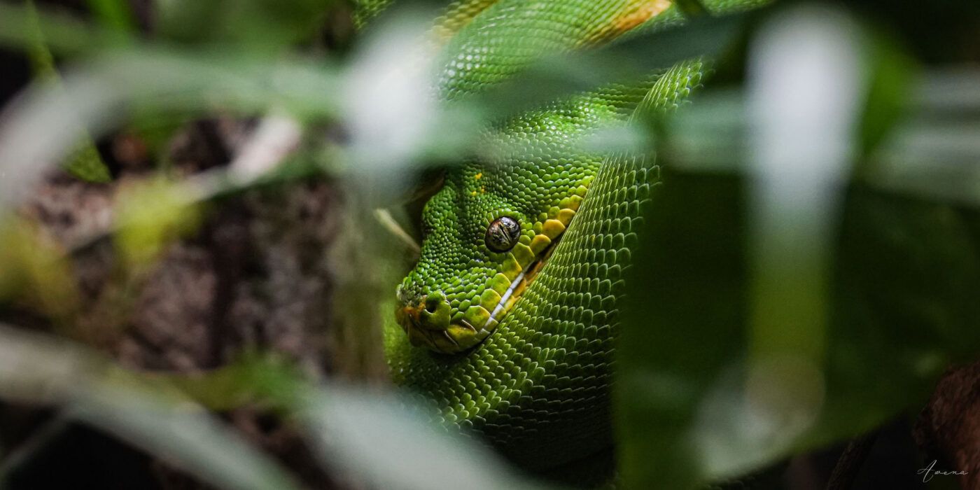 The Eye