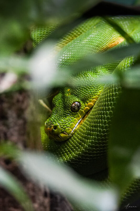 The Eye - Portrait