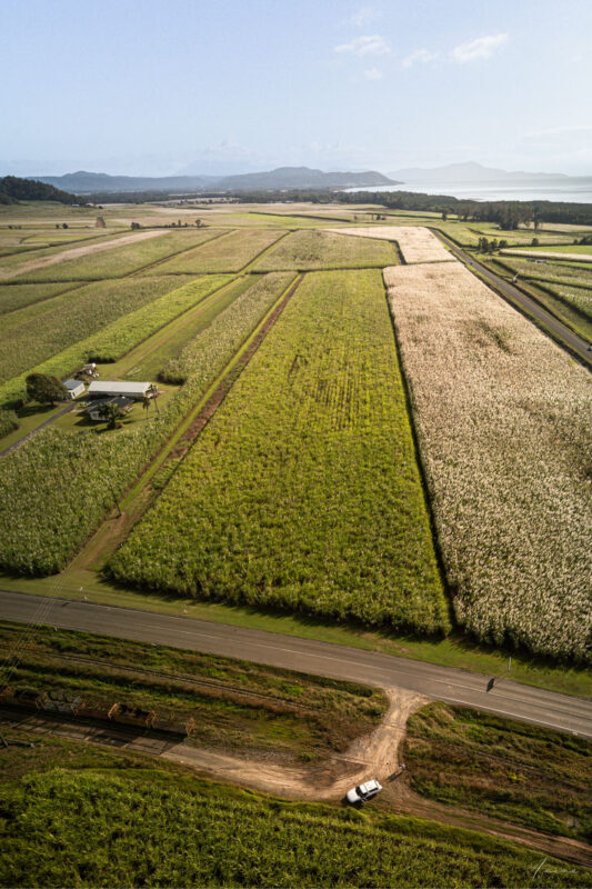 The Last Sugar Canes
