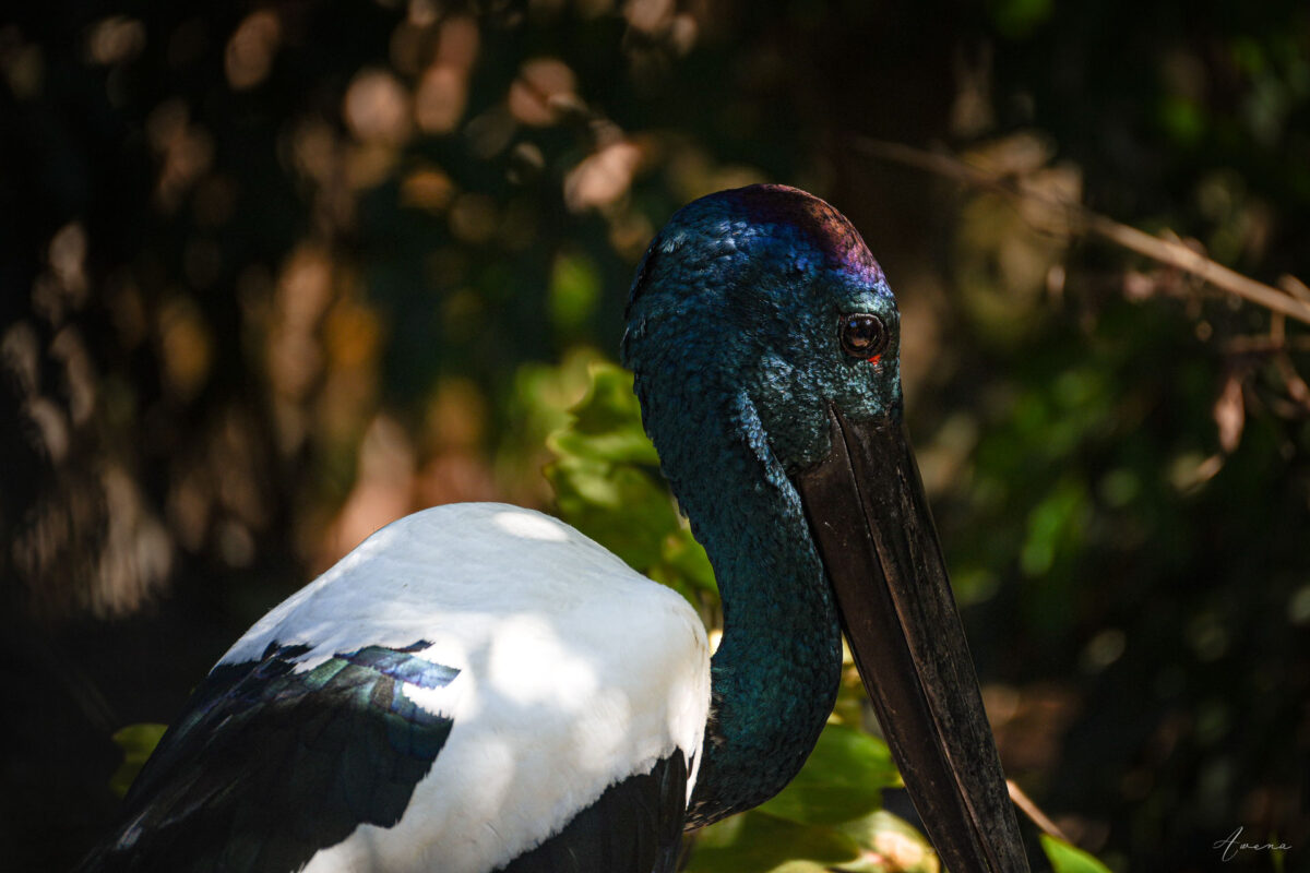 The Resilient Jabiru