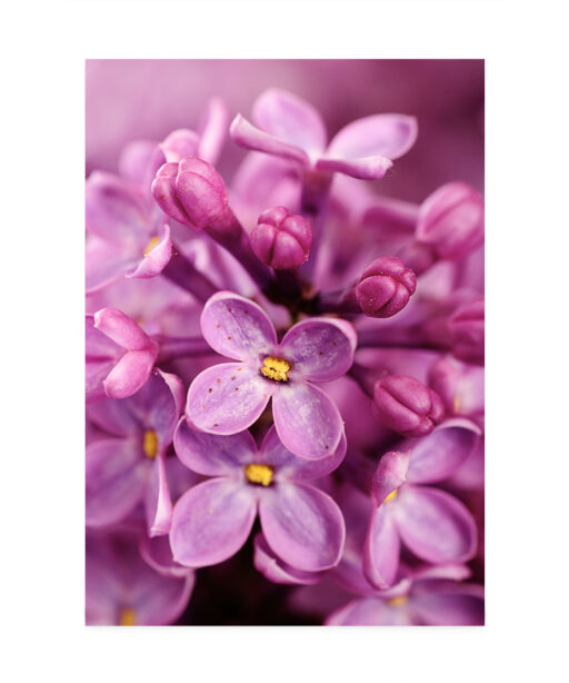 Purple Lilac Floral FLORES_002 - Image 7