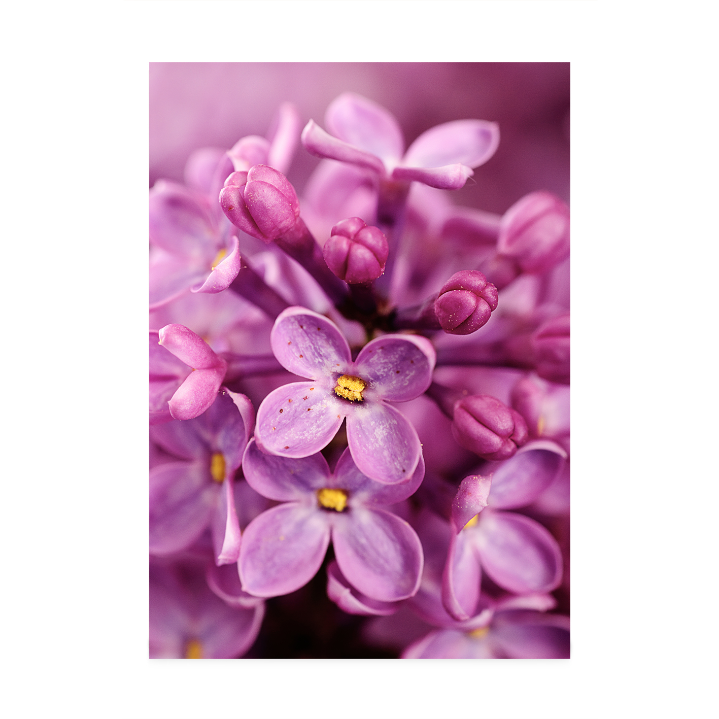 Purple Lilac Floral FLORES_002 - Image 7
