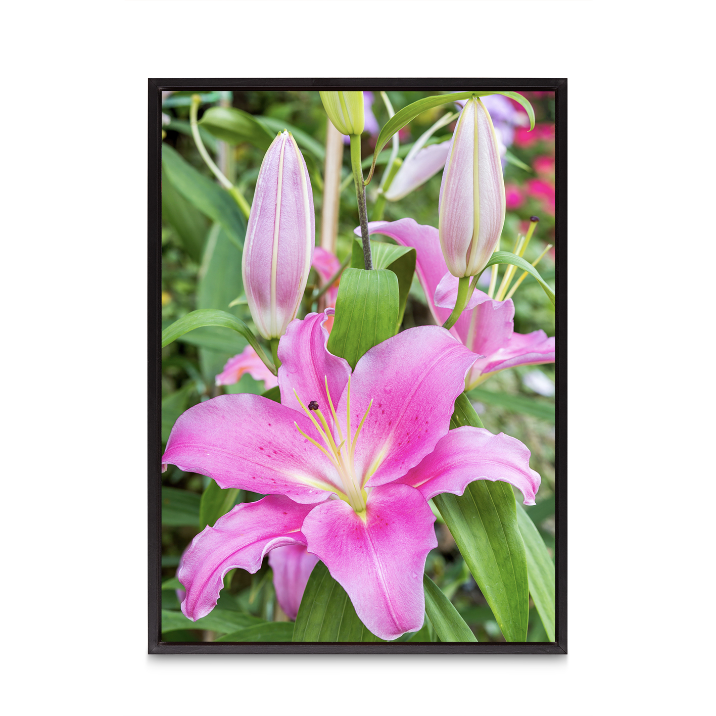 Purple Lily Floral FLORES_003 - Image 8
