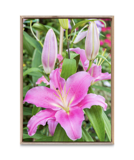 Purple Lily Floral FLORES_003 - Image 5