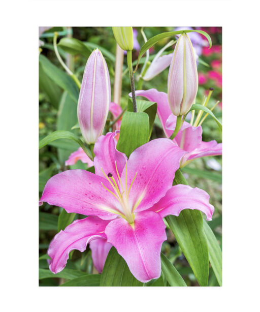 Purple Lily Floral FLORES_003 - Image 7