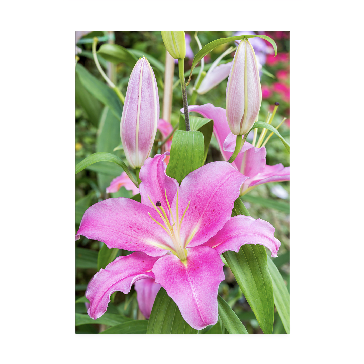 Purple Lily Floral FLORES_003 - Image 7