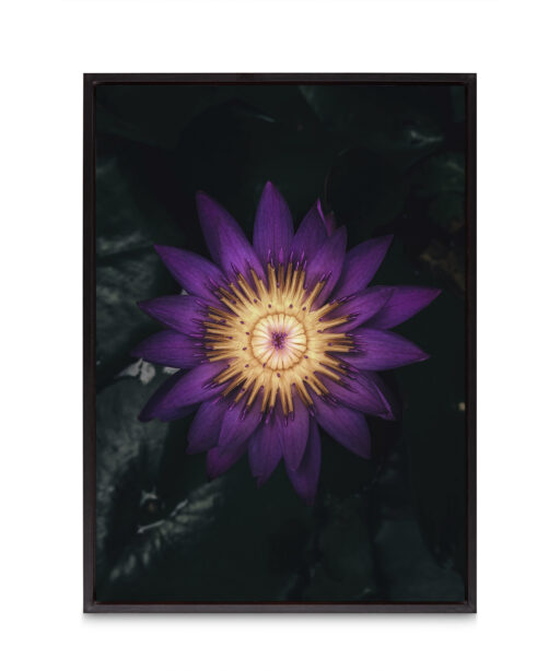 Purple Water Lily Floral FLORES_004 - Image 8