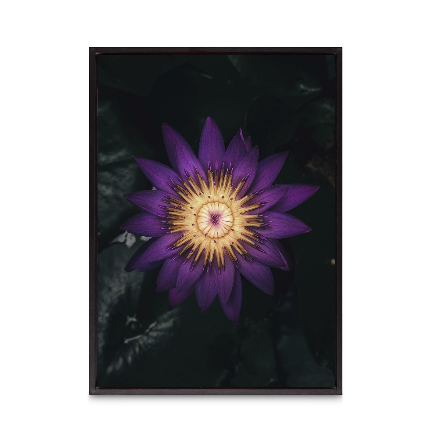 Purple Water Lily Floral FLORES_004 - Image 8