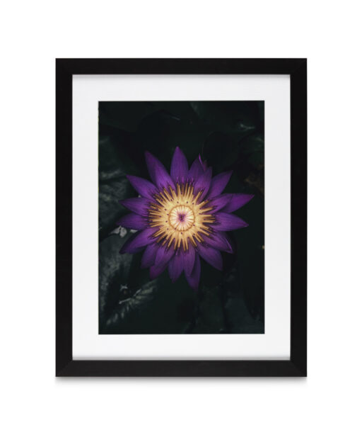 Purple Water Lily Floral FLORES_004 - Image 4