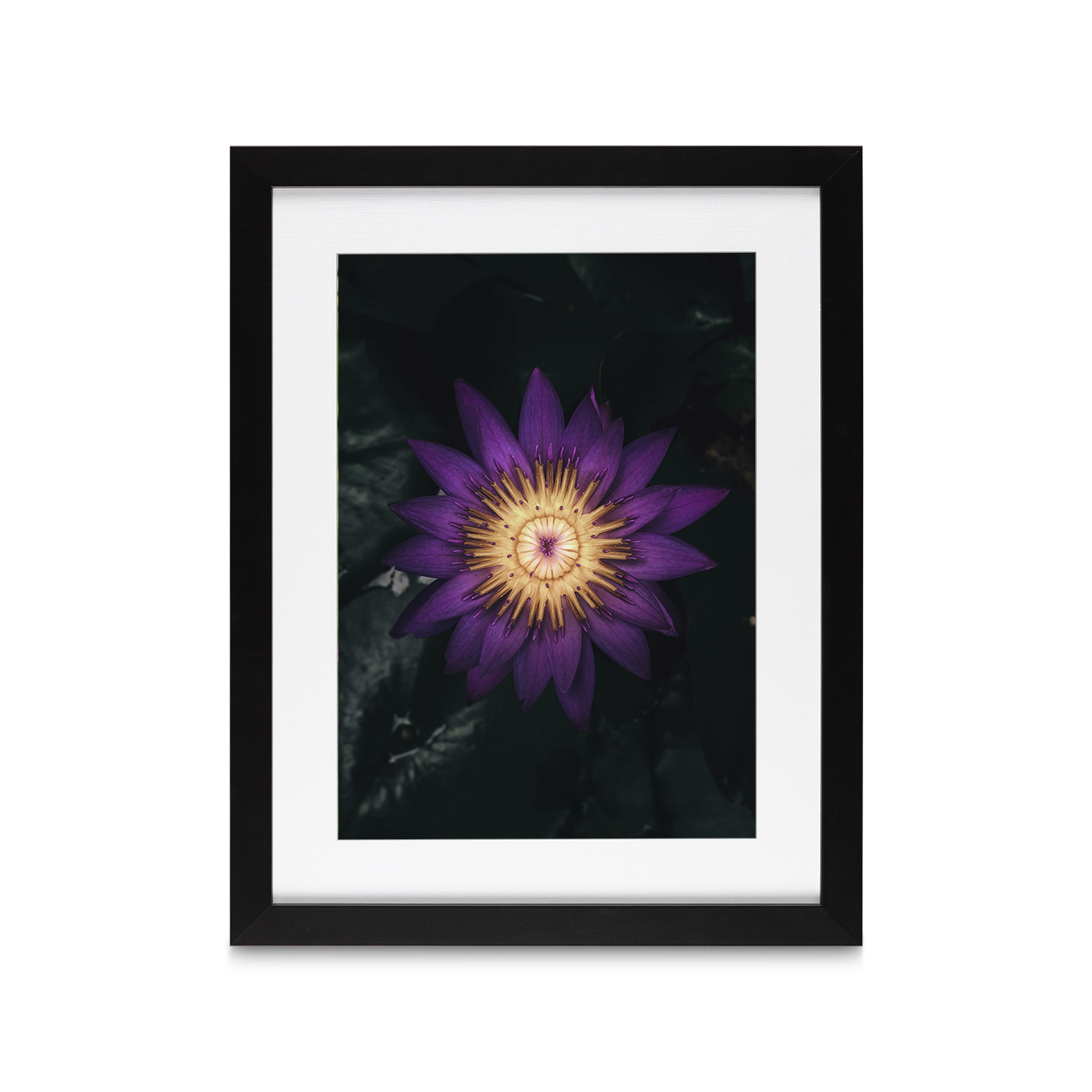 Purple Water Lily Floral FLORES_004 - Image 4