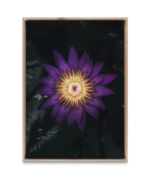 Purple Water Lily Floral FLORES_004 - Image 5