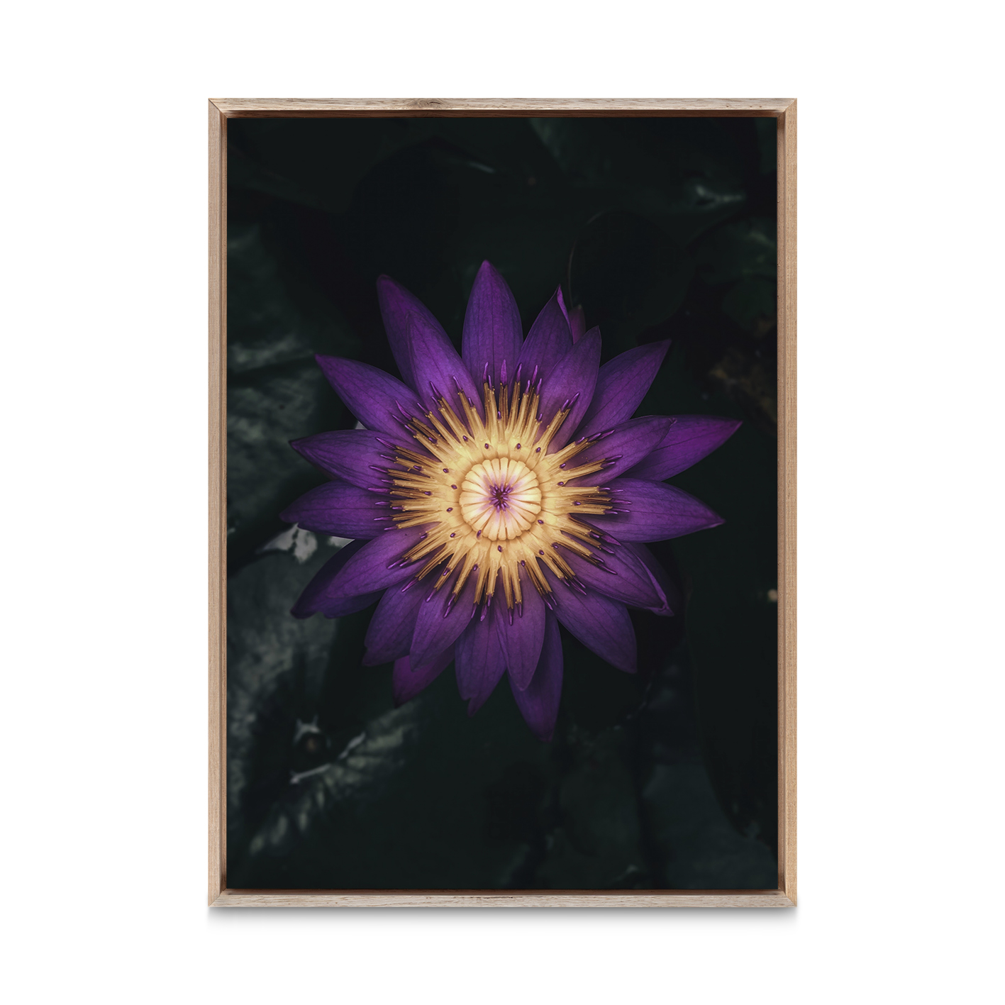 Purple Water Lily Floral FLORES_004 - Image 5