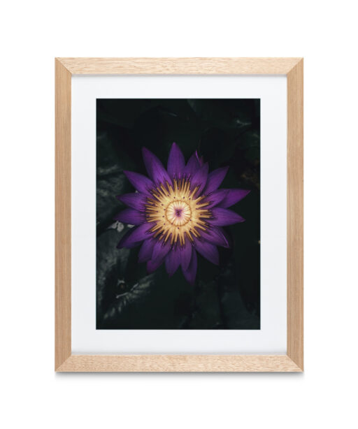 Purple Water Lily Floral FLORES_004 - Image 2
