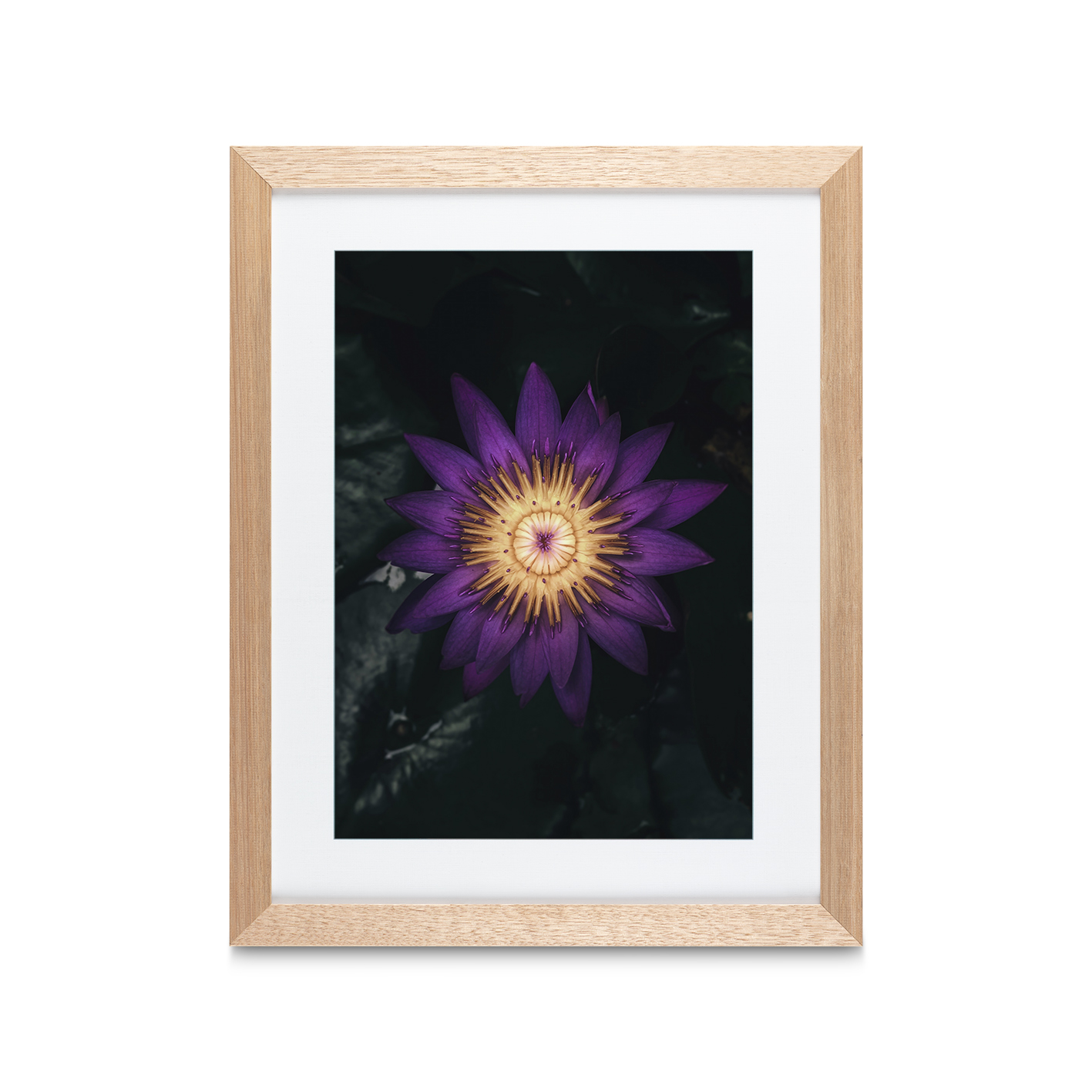 Purple Water Lily Floral FLORES_004 - Image 2