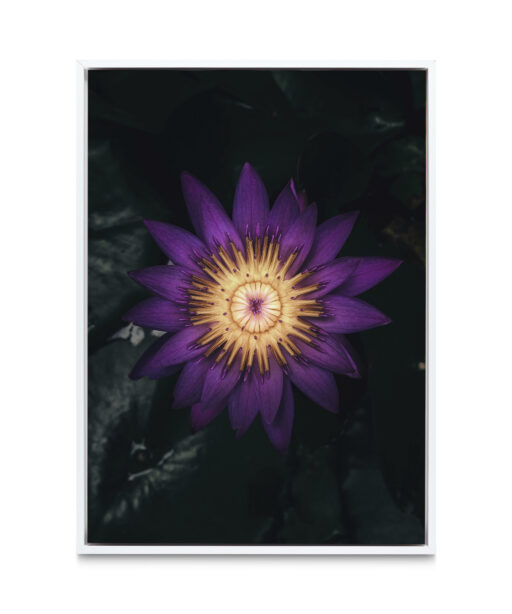 Purple Water Lily Floral FLORES_004 - Image 6
