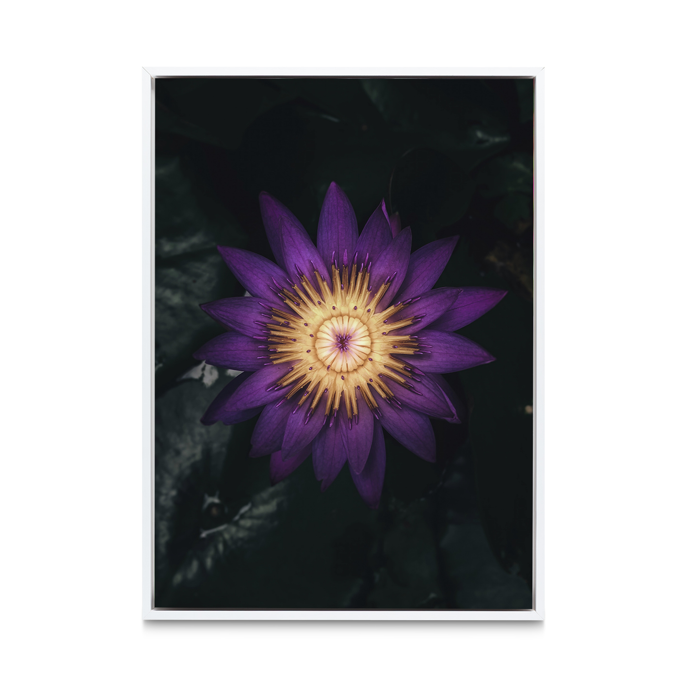 Purple Water Lily Floral FLORES_004 - Image 6