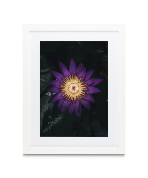 Purple Water Lily Floral FLORES_004 - Image 3