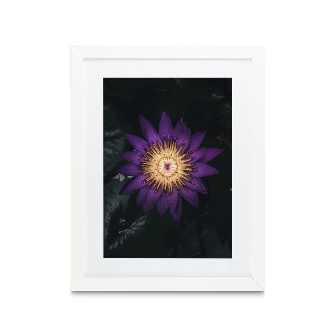 Purple Water Lily Floral FLORES_004 - Image 3