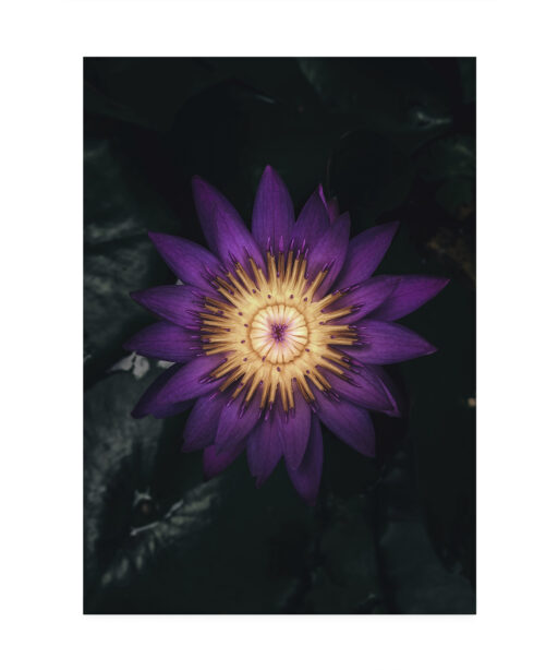 Purple Water Lily Floral FLORES_004 - Image 7