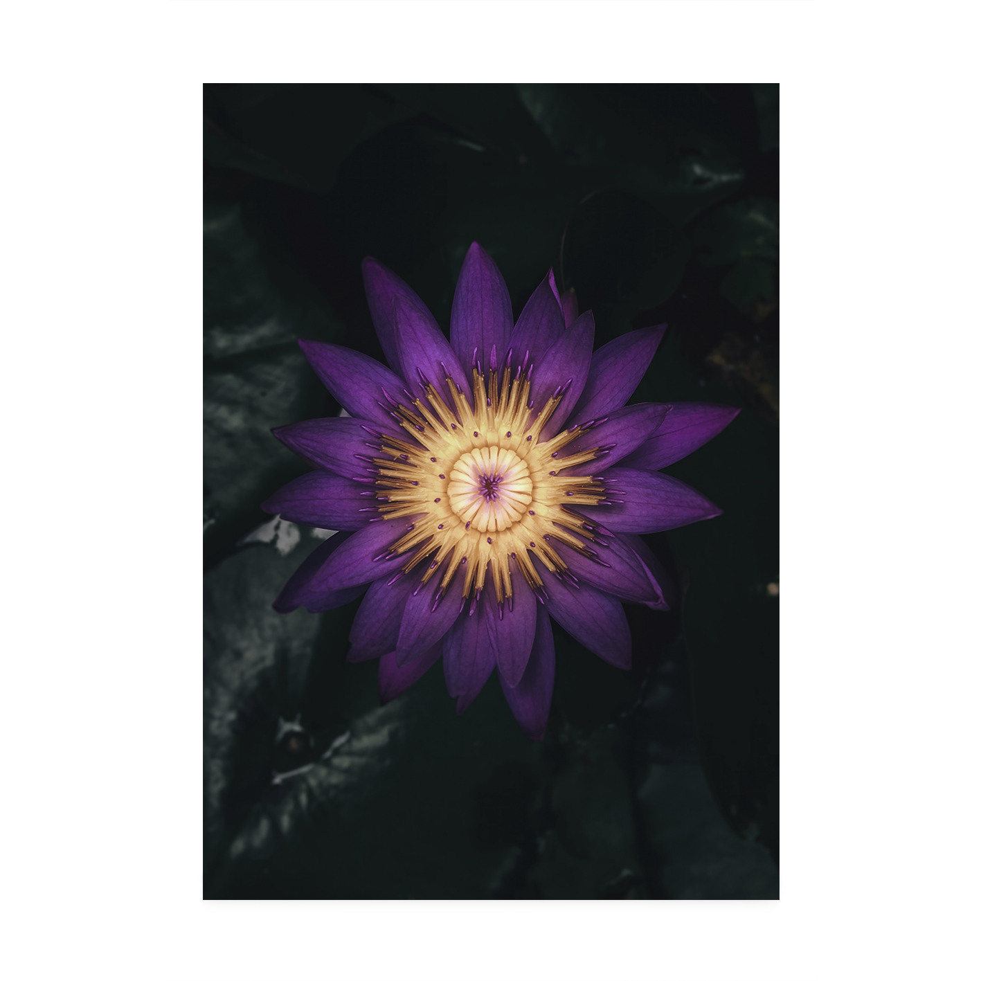 Purple Water Lily Floral FLORES_004 - Image 7