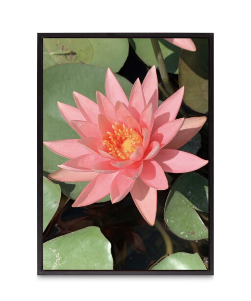 Pink Water Lily Floral FLORES_005 - Image 8