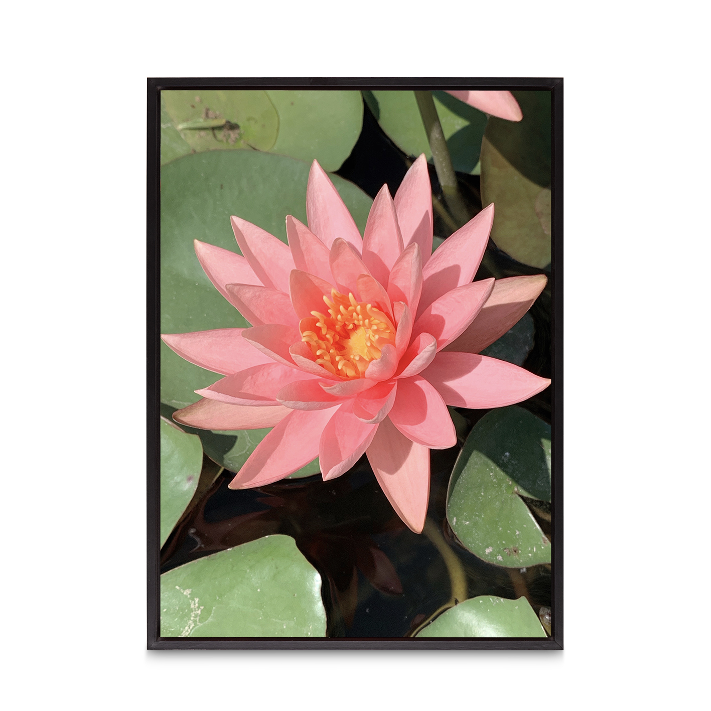 Pink Water Lily Floral FLORES_005 - Image 8