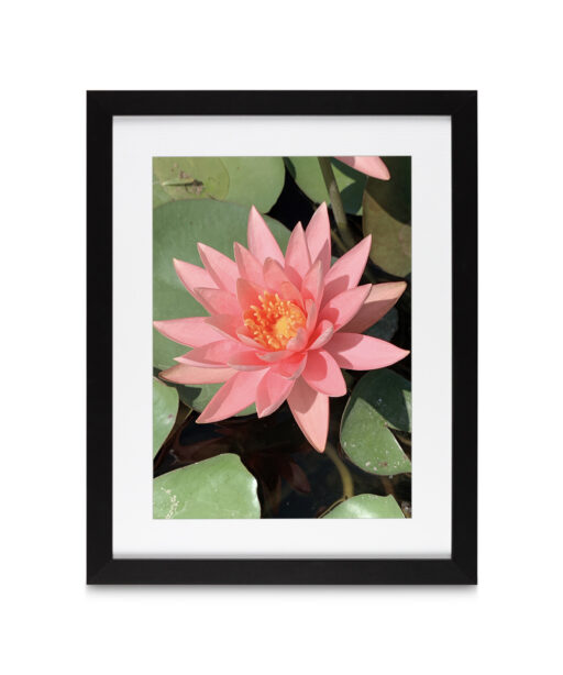 Pink Water Lily Floral FLORES_005 - Image 4