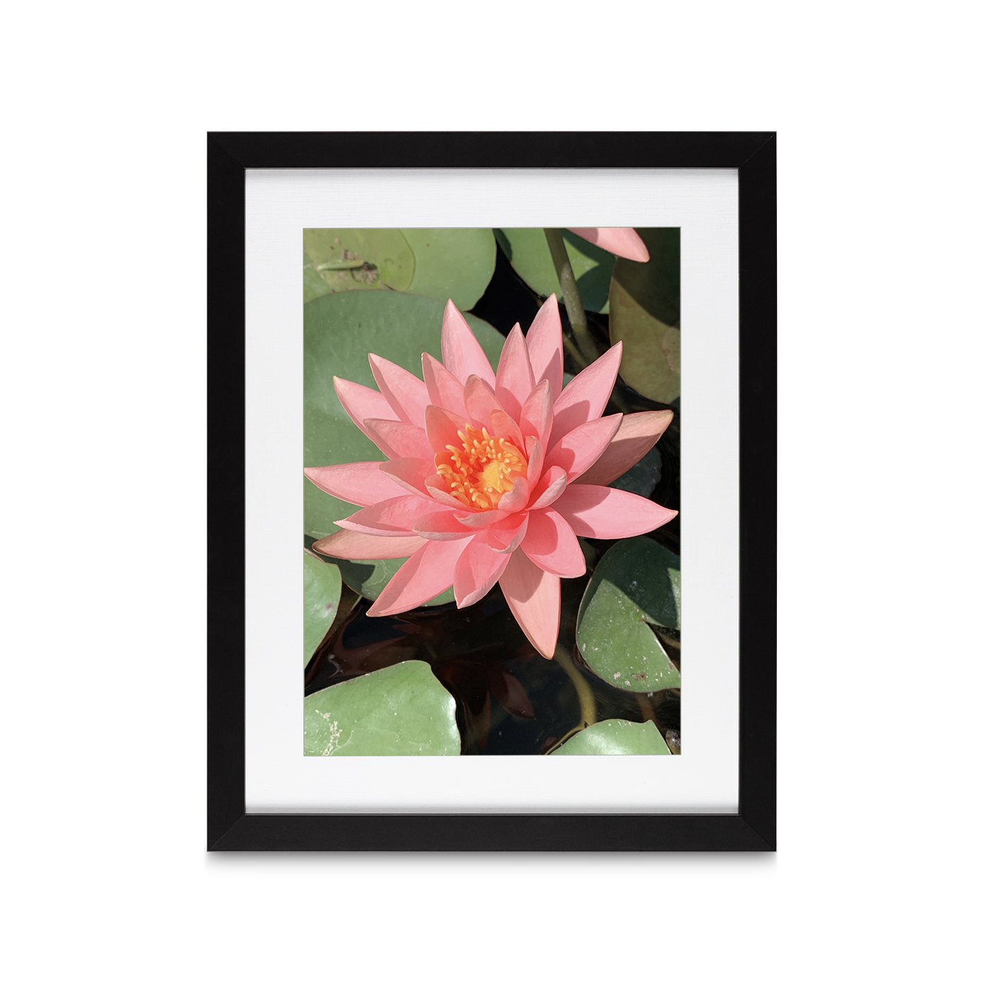 Pink Water Lily Floral FLORES_005 - Image 4