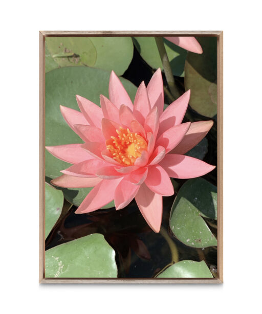 Pink Water Lily Floral FLORES_005 - Image 5