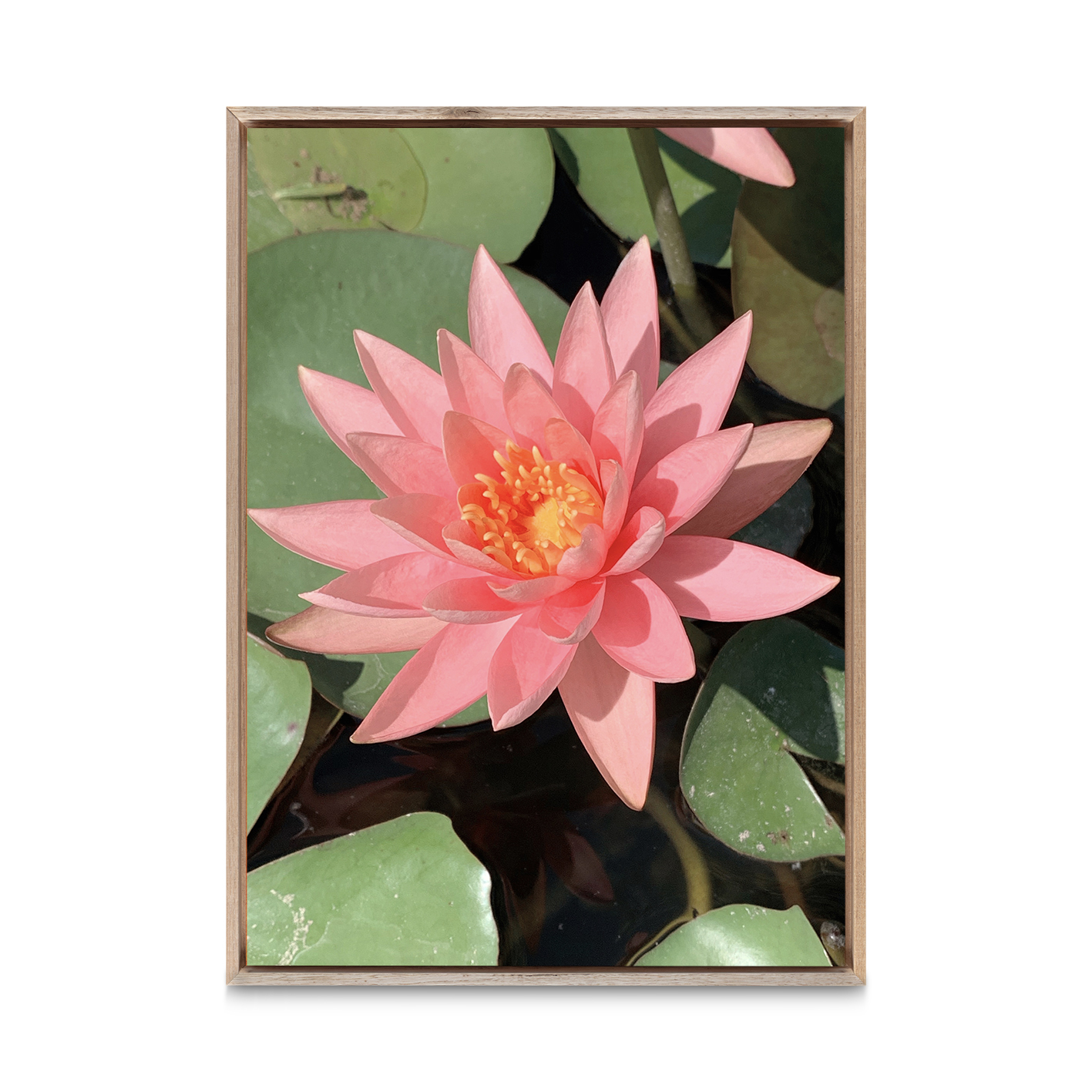 Pink Water Lily Floral FLORES_005 - Image 5