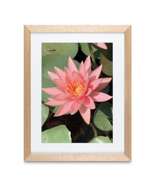 Pink Water Lily Floral FLORES_005 - Image 2