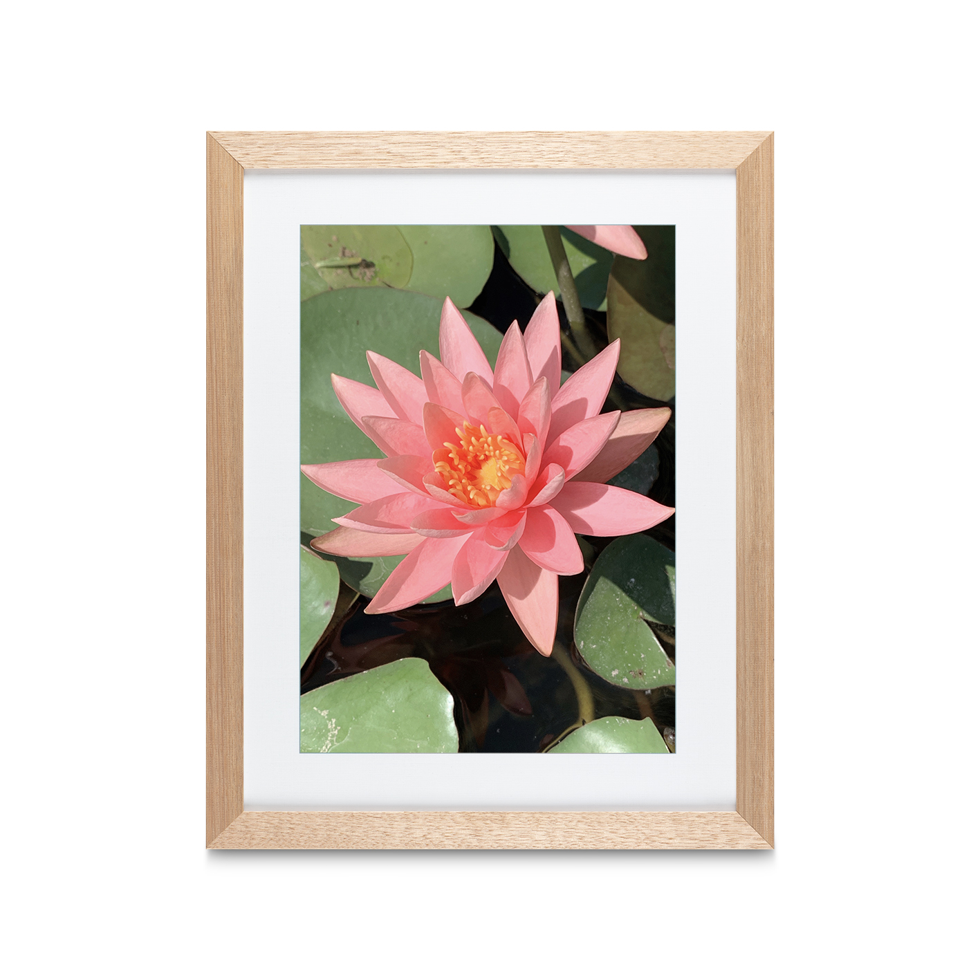 Pink Water Lily Floral FLORES_005 - Image 2