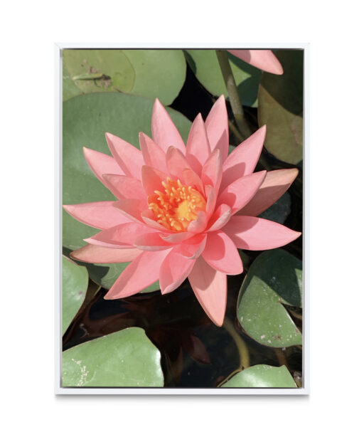 Pink Water Lily Floral FLORES_005 - Image 6