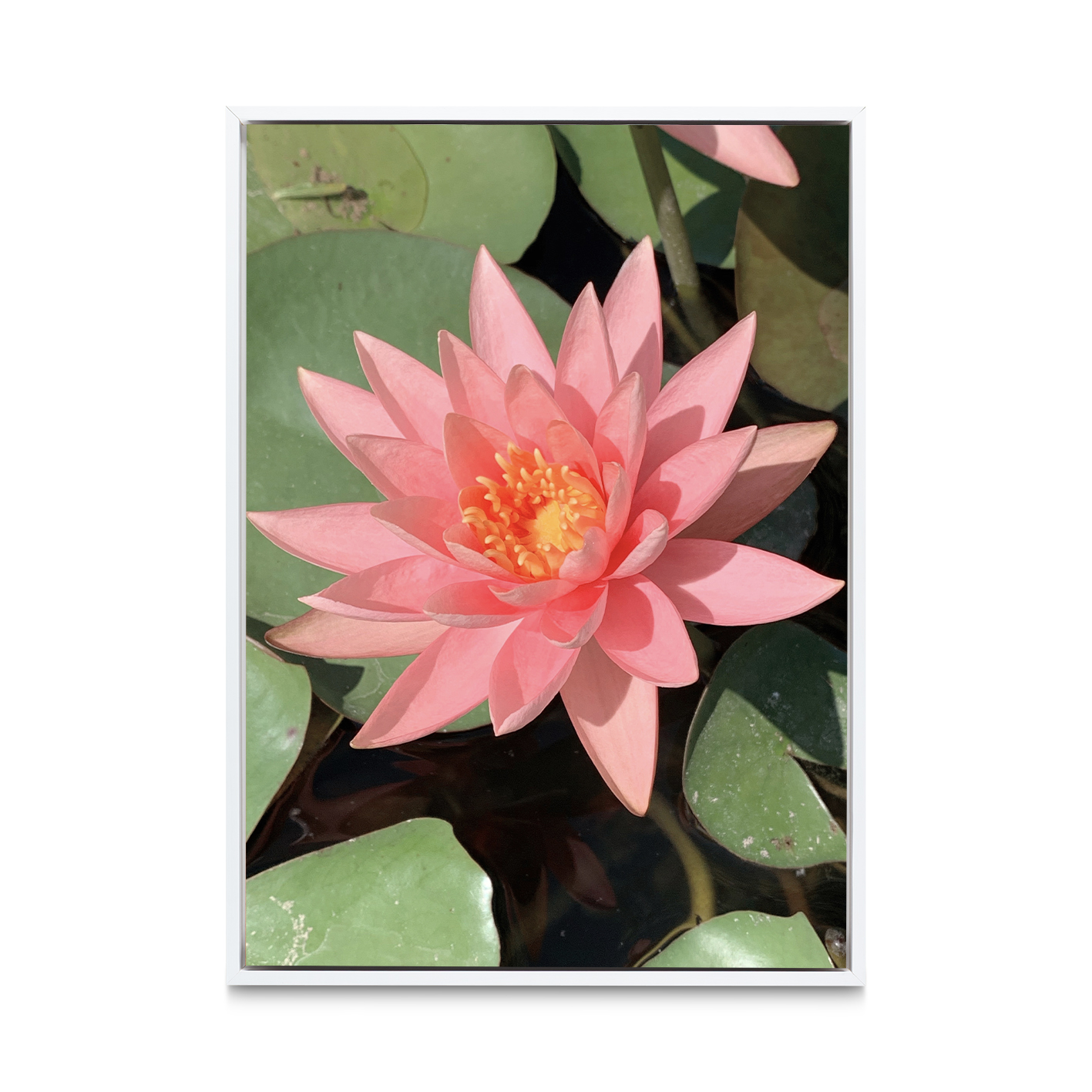 Pink Water Lily Floral FLORES_005 - Image 6