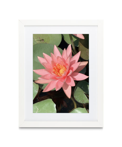 Pink Water Lily Floral FLORES_005 - Image 3