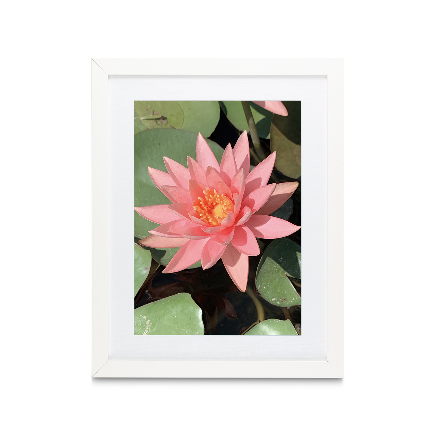 Pink Water Lily Floral FLORES_005 - Image 3