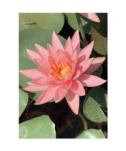 Pink Water Lily Floral FLORES_005 - Image 7