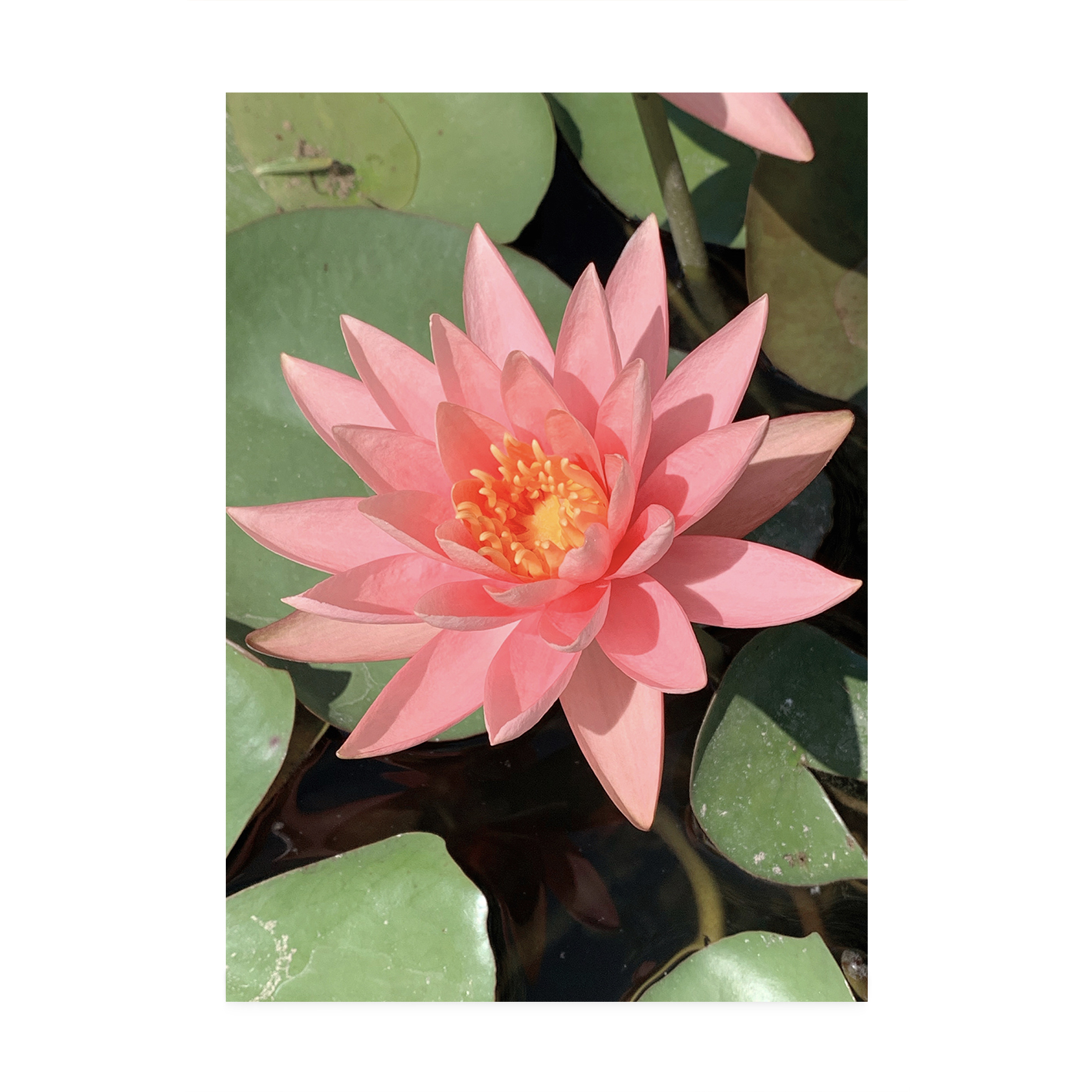 Pink Water Lily Floral FLORES_005 - Image 7