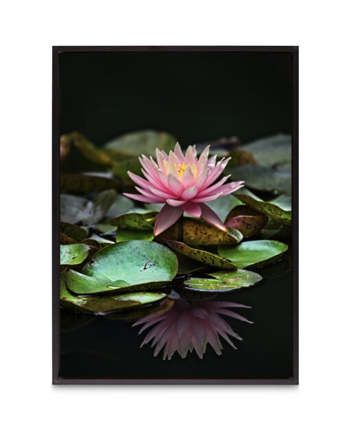 Floating Water Lily Floral FLORES_006 - Image 8
