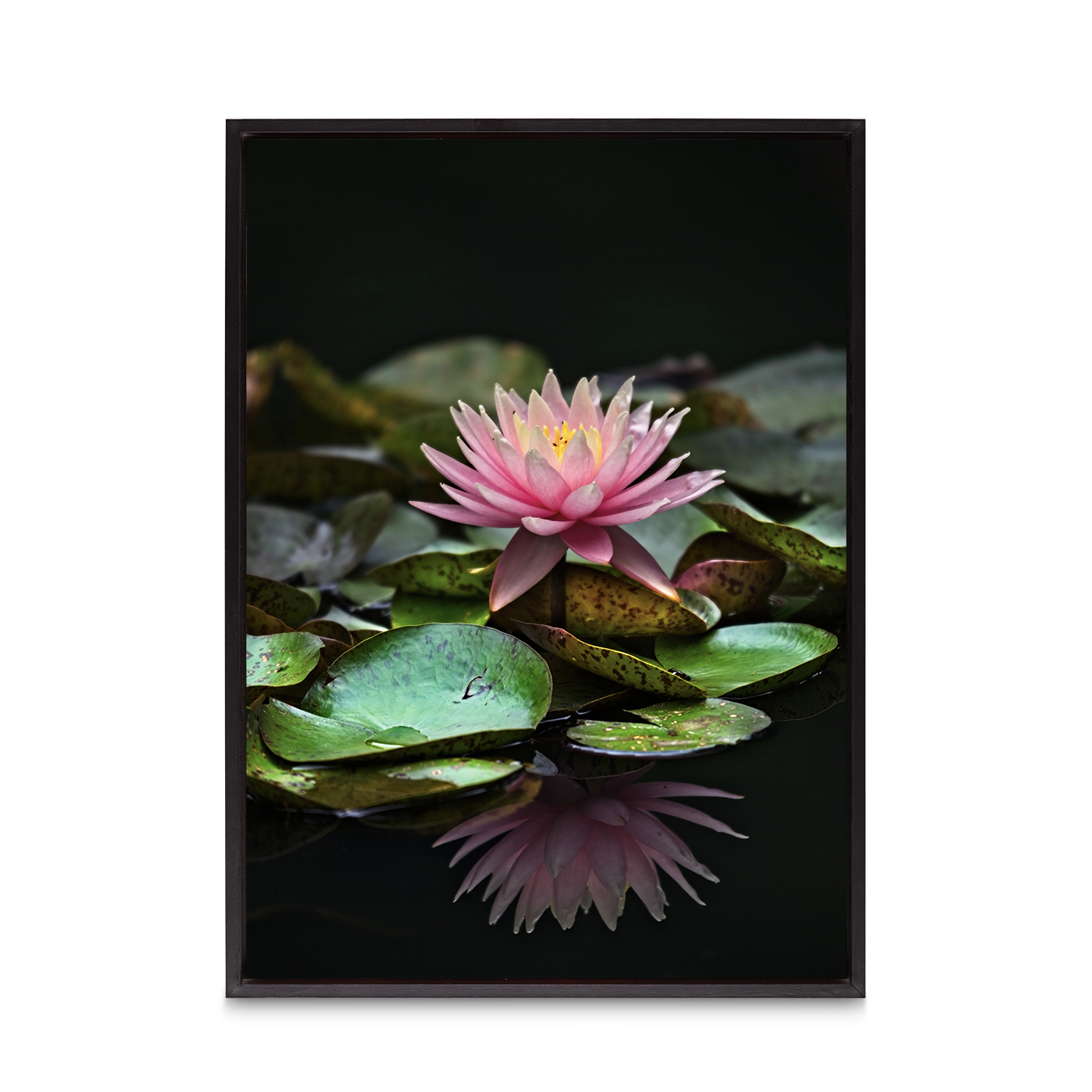 Floating Water Lily Floral FLORES_006 - Image 8