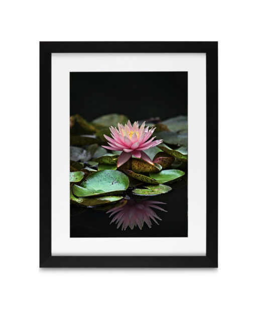 Floating Water Lily Floral FLORES_006 - Image 4