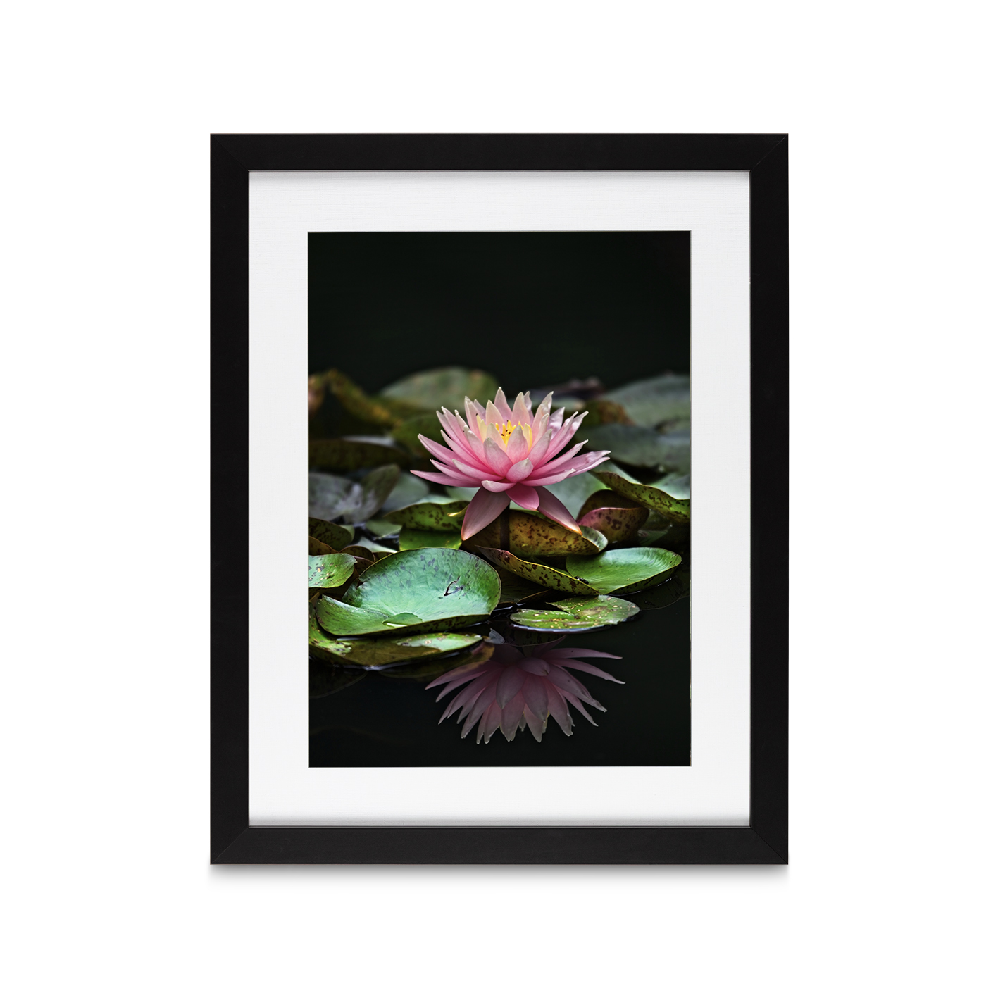 Floating Water Lily Floral FLORES_006 - Image 4