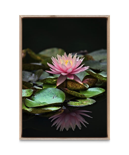 Floating Water Lily Floral FLORES_006 - Image 5
