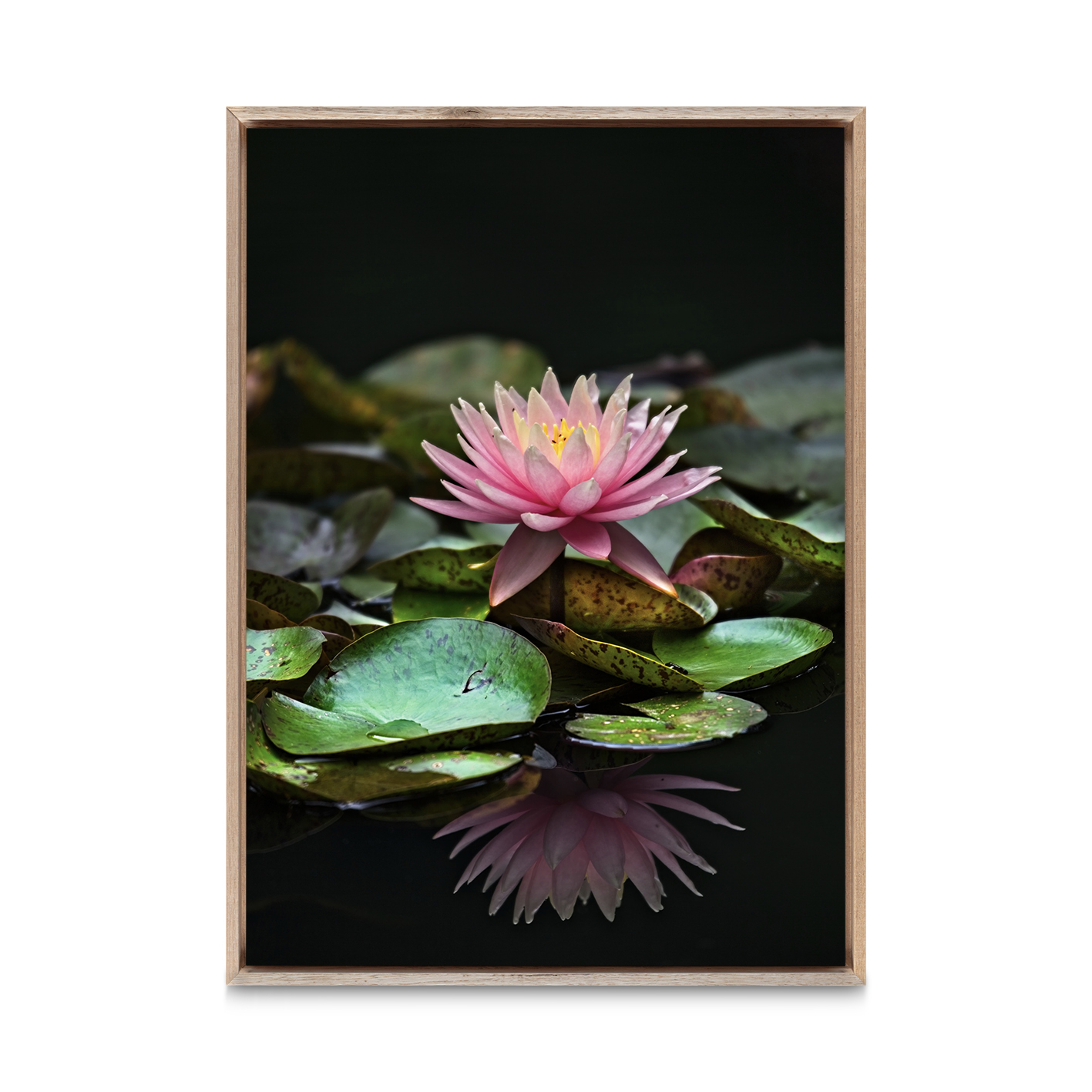Floating Water Lily Floral FLORES_006 - Image 5