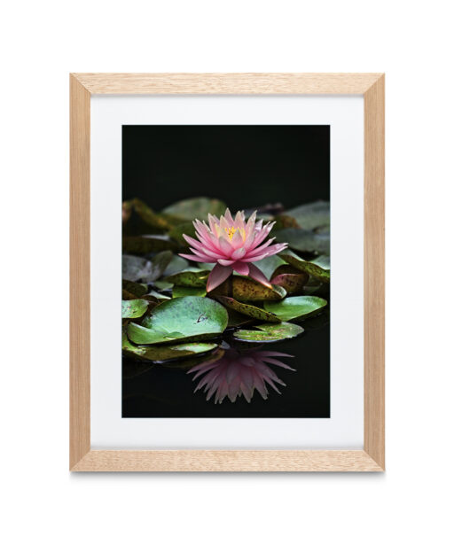 Alternative view of Floating Water Lily Floral FLORES_006